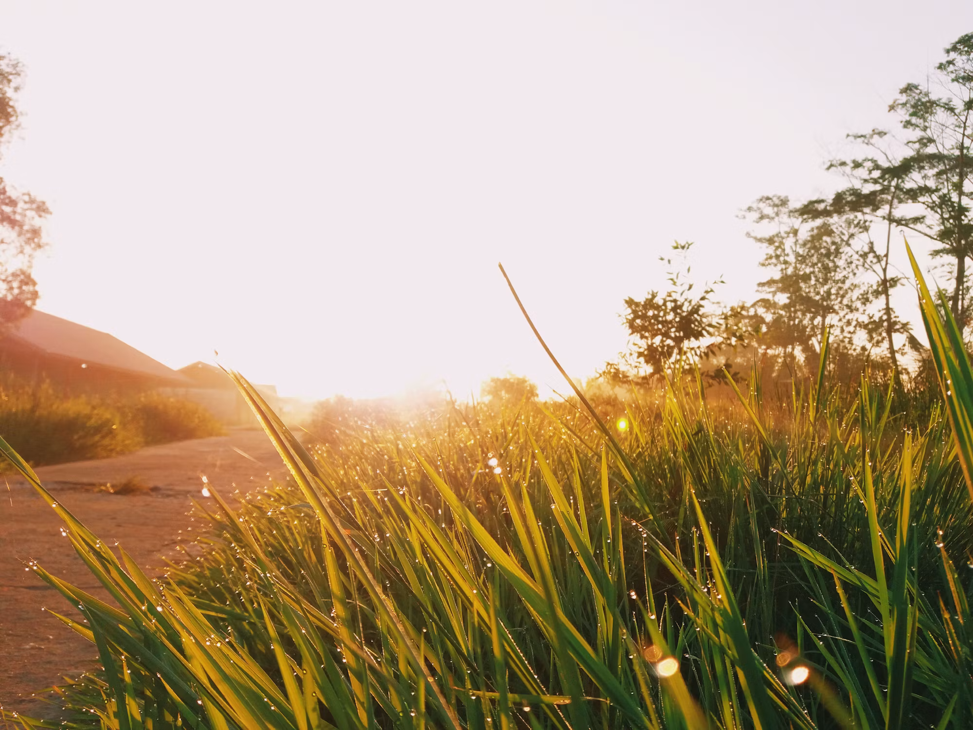 Exploring the World of Exotic Fruits: A Flavorful Adventure